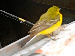 [Yellow Wagtail 2